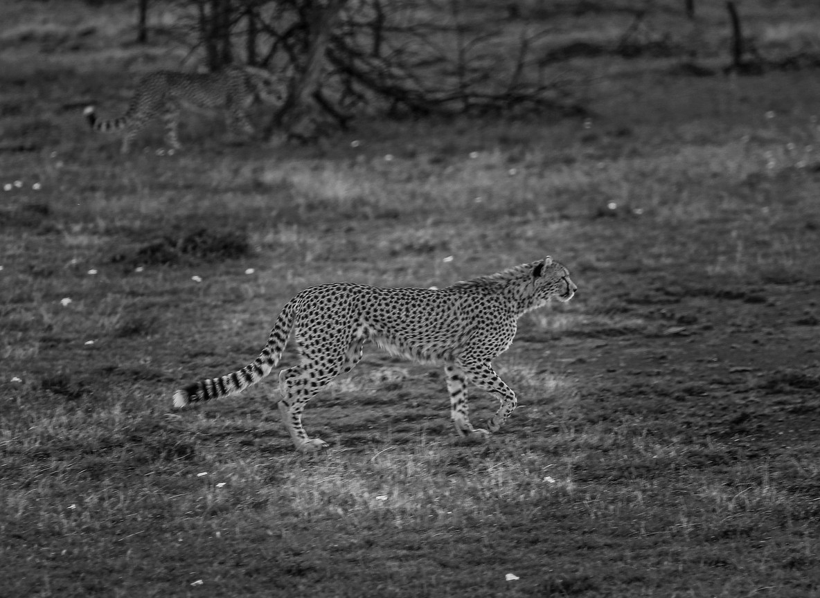A cheetah scanning the open plains, the kind of sighting that resets team dynamics during a corporate game drive