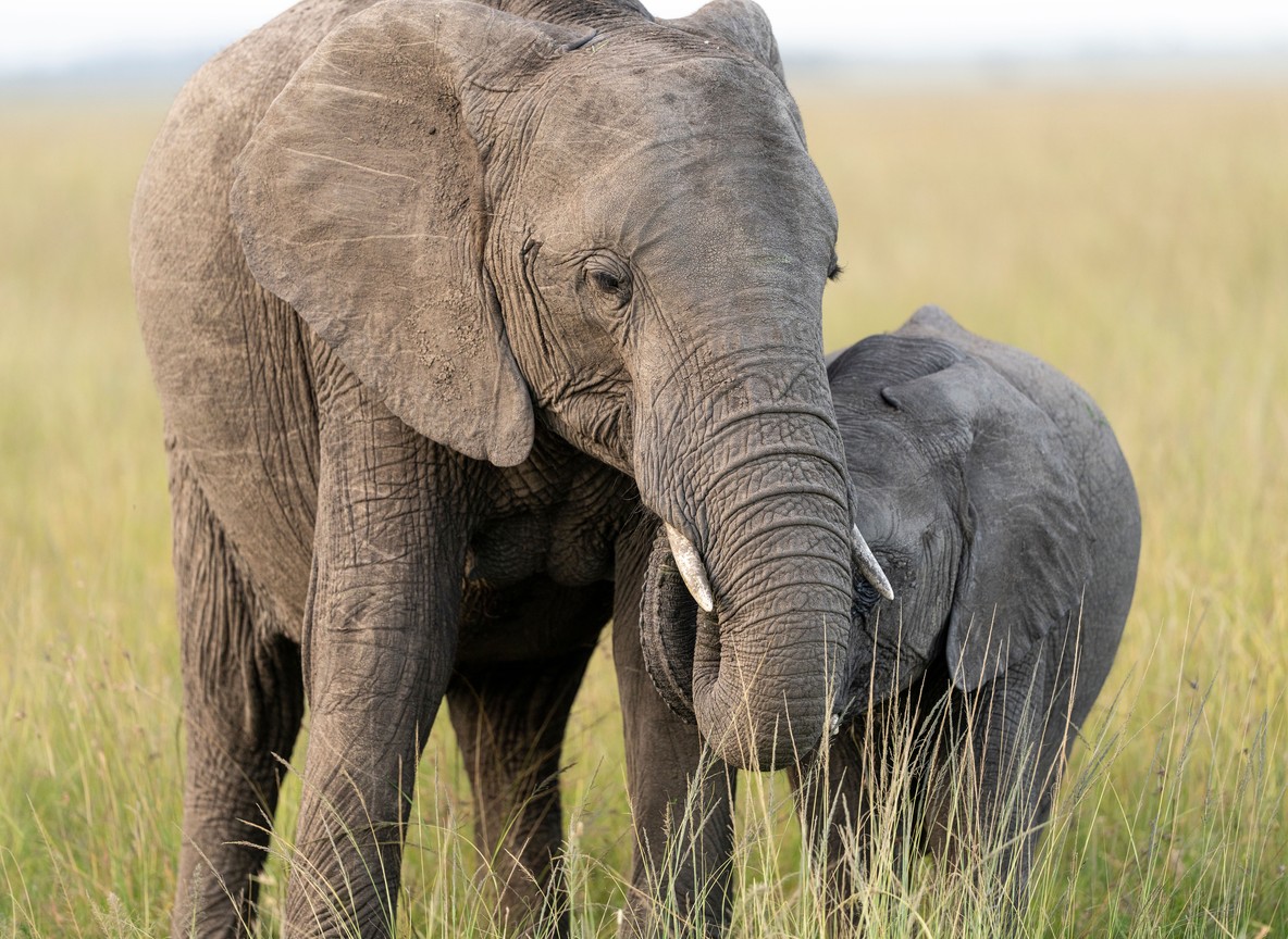 Elephants moving past flat-topped acacia trees near a Maasai Mara conference lodge
