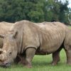 Ranger reviewing rhino identification records for Kenya's national wildlife database at Ol Pejeta Conservancy