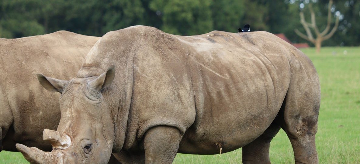 Ranger reviewing rhino identification records for Kenya's national wildlife database at Ol Pejeta Conservancy