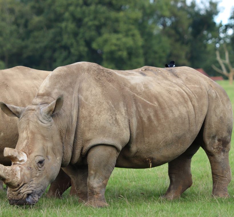 Ranger reviewing rhino identification records for Kenya's national wildlife database at Ol Pejeta Conservancy