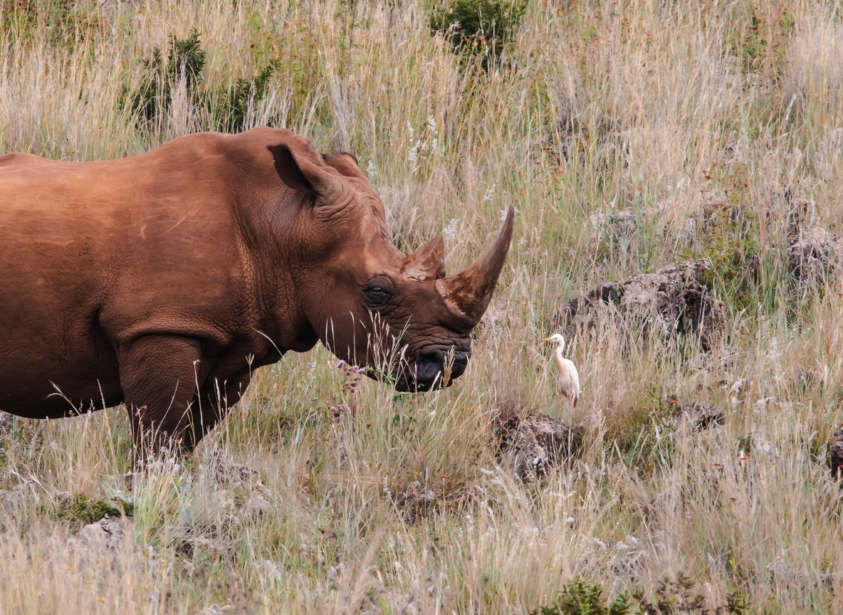 Black rhino identified through ear-notch records at Ol Pejeta Conservancy, Kenya