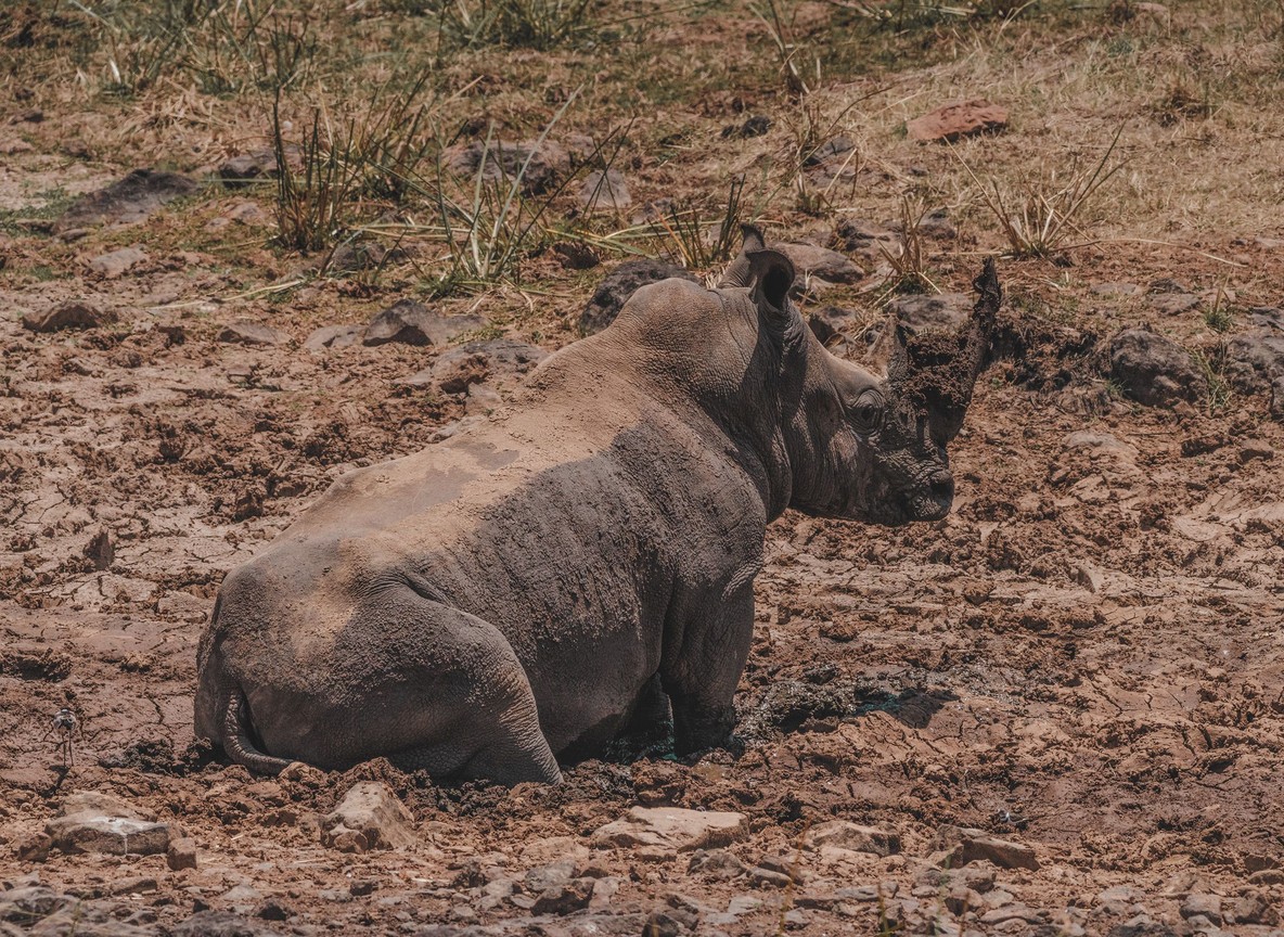 Wildlife sanctuary at Sweetwaters, Ol Pejeta Conservancy, part of Kenya's conservation monitoring network