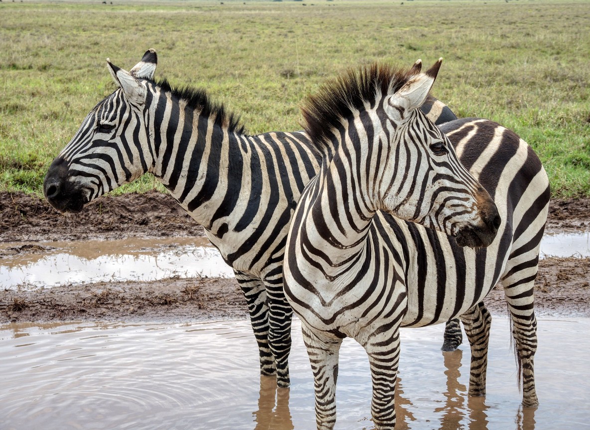 Rangers on dawn patrol protecting rhinos at Ol Pejeta Conservancy, Kenya