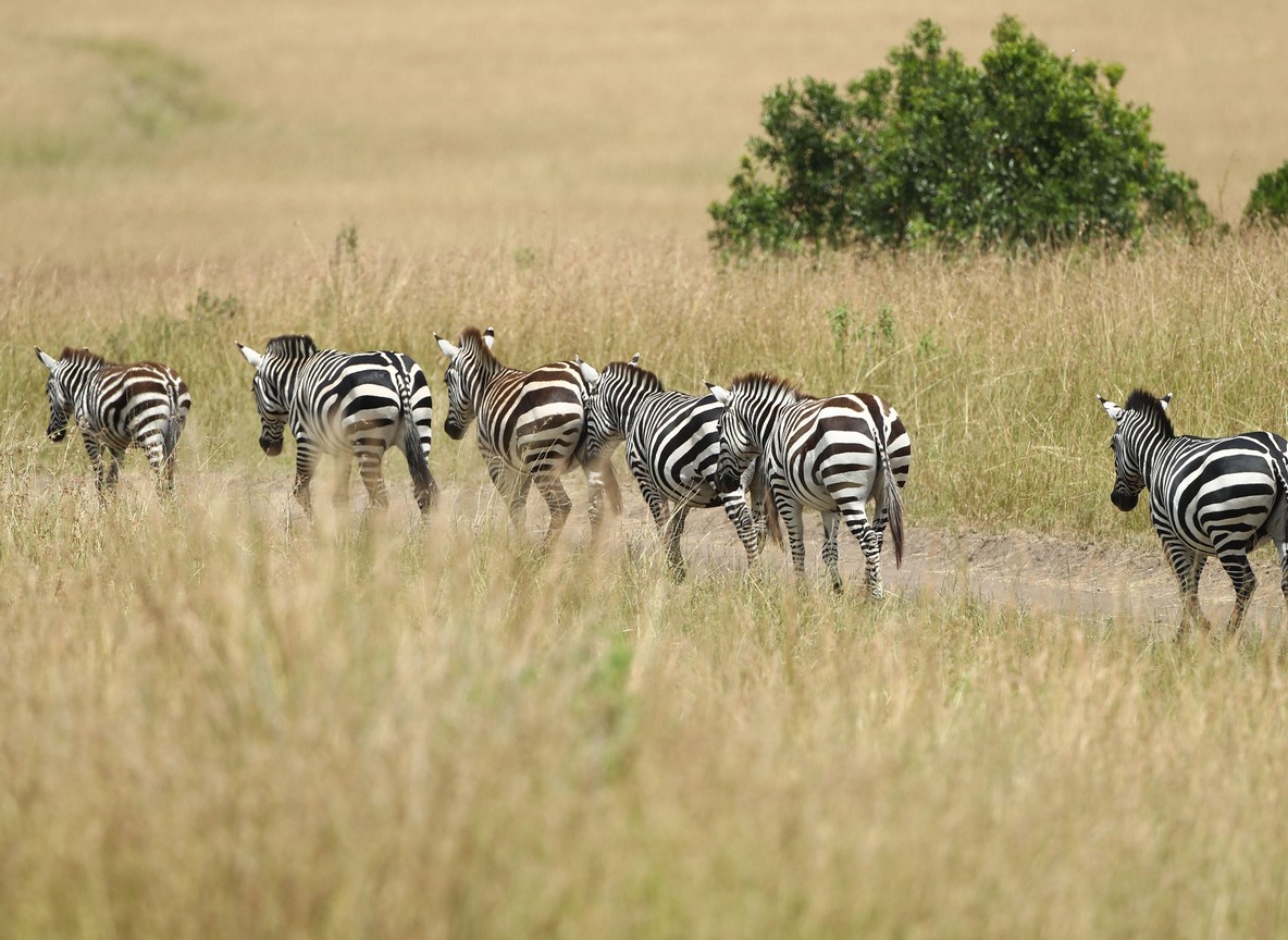 Travelers on a game drive vehicle watching wildlife in a Kenyan national park