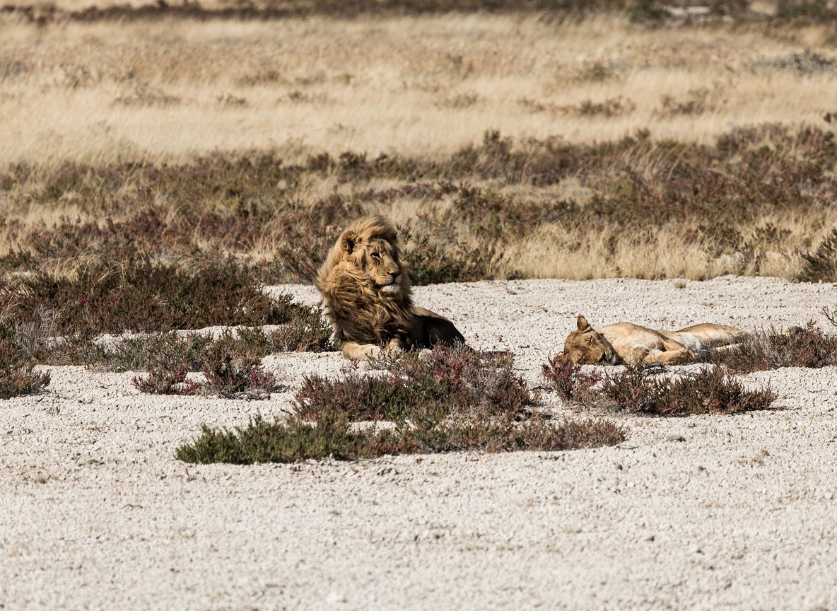 A cheetah photographed at eye level from a ground hide at a Maasai Mara conservancy waterhole