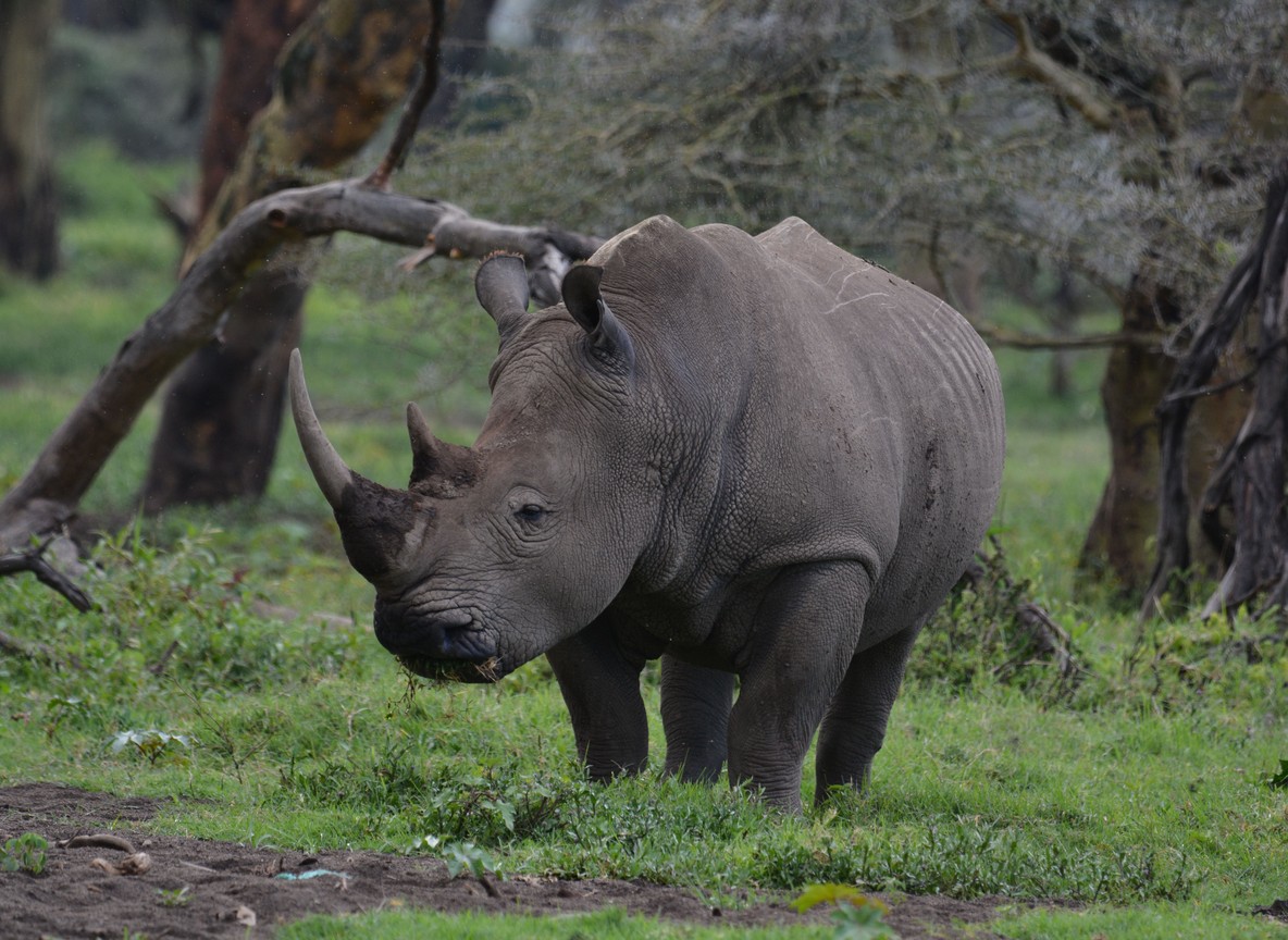 in Ol Pejeta Conservancy, Kenya