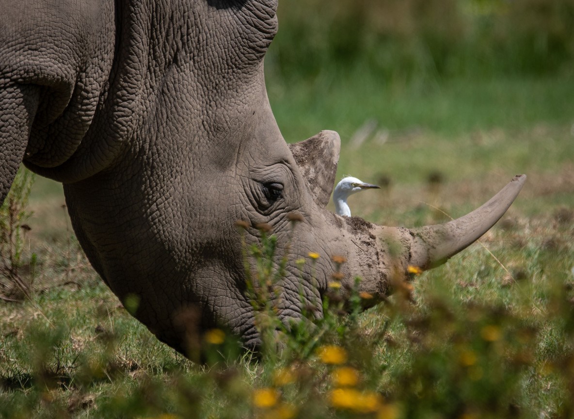 Kenya