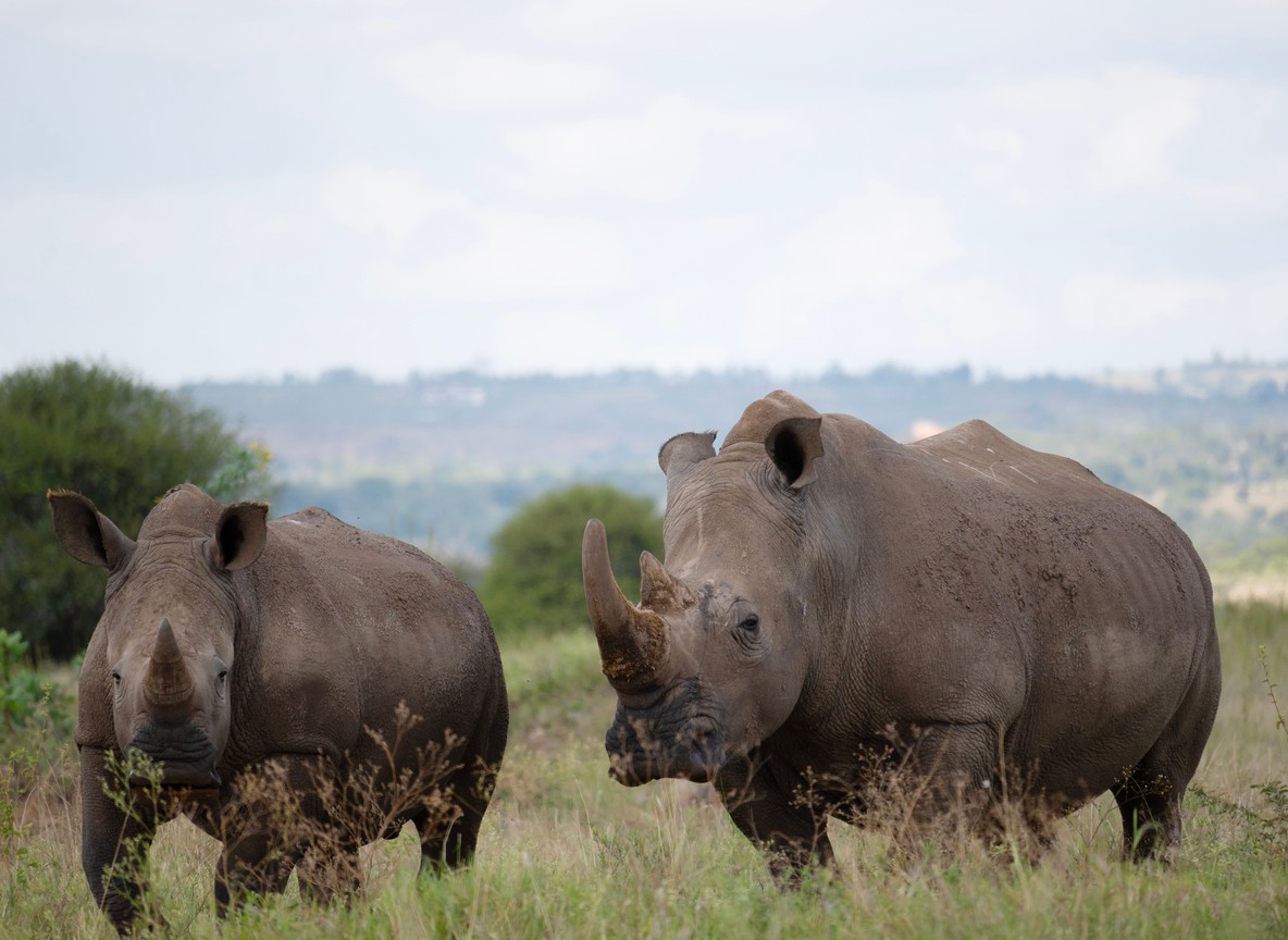 in Ol Pejeta Conservancy, Kenya