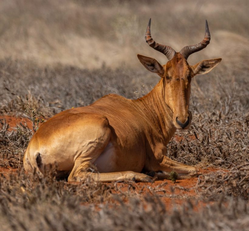 part of the wider rhino-range conservancy landscape