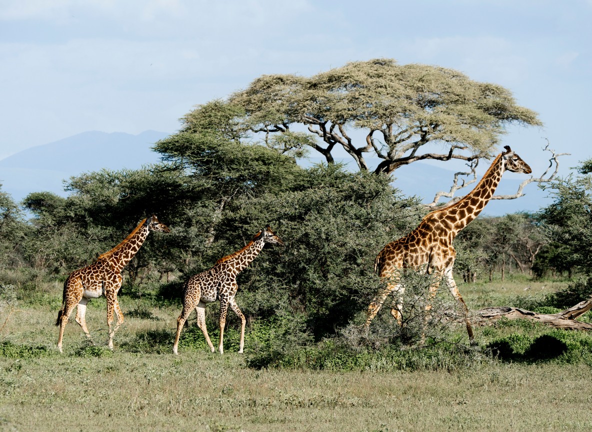 typical of the terrain rangers patrol between rhino sanctuaries