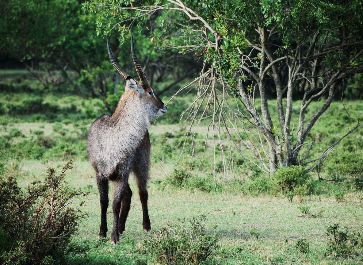 bordering the conservancies in Kenya's rhino range network