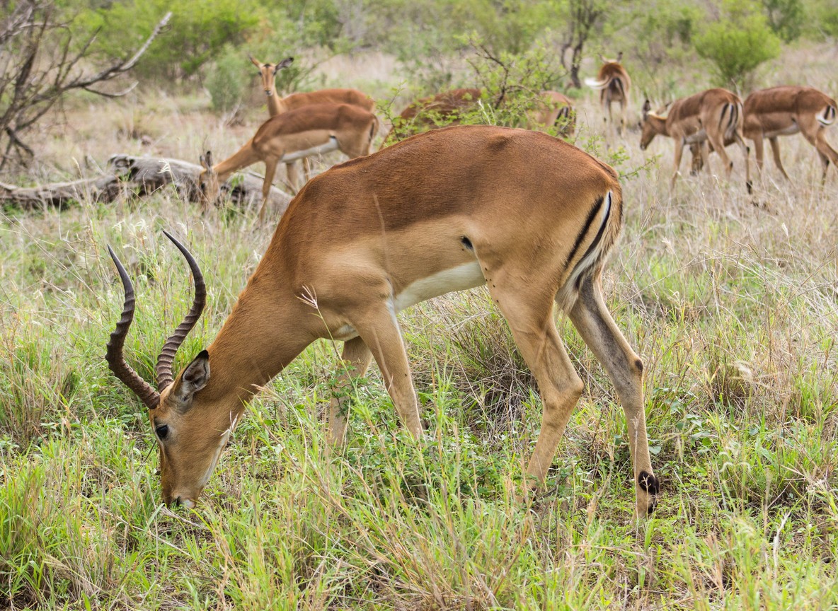 Beisa oryx and a Somali ostrich on the red soil plains near Ol Pejeta's neighboring conservancies