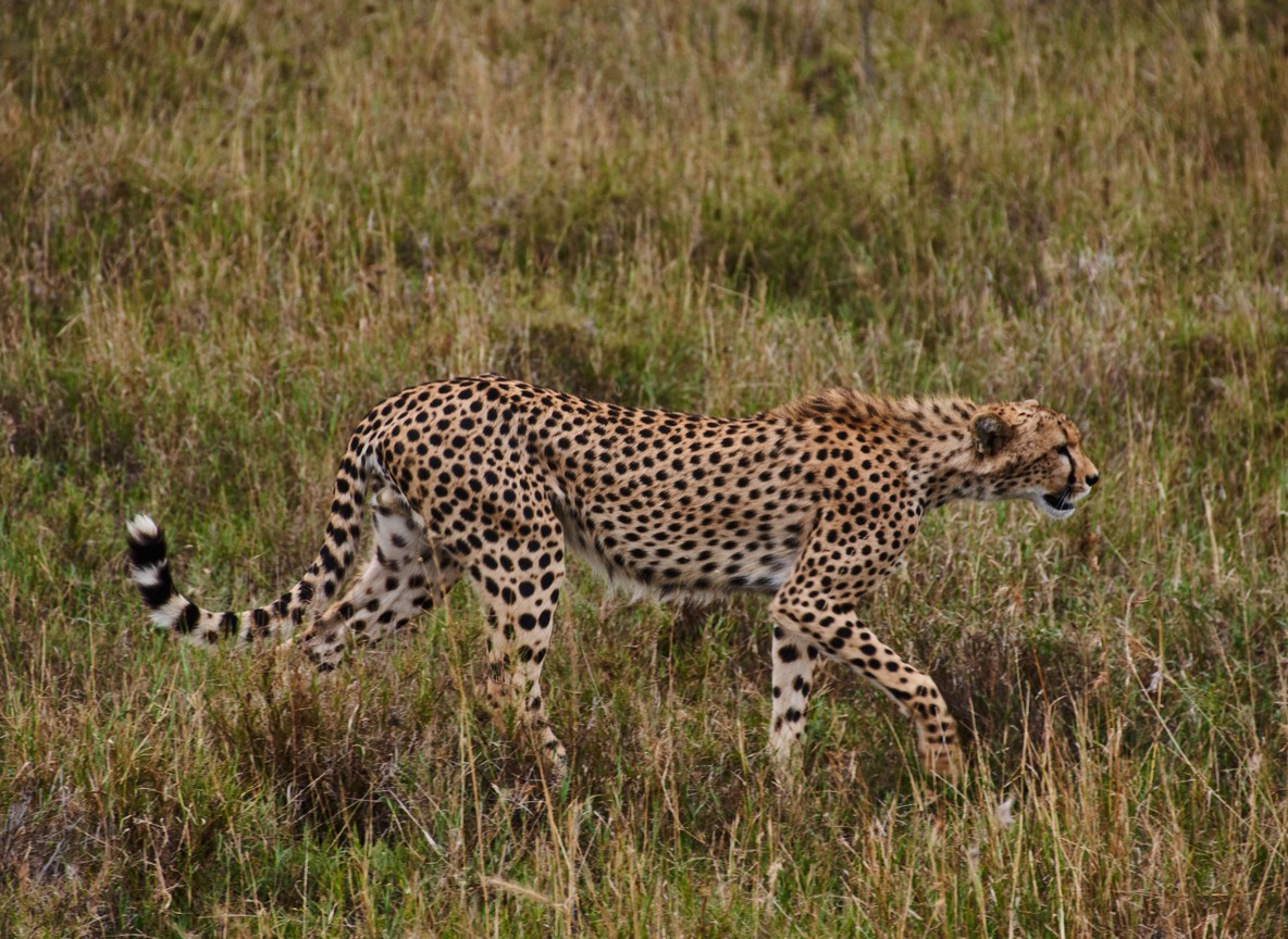 A safari-goer photographing wildlife with a telephoto lens from a safari vehicle in the Maasai Mara