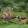 A pride of lions resting in tall green grass on the Masai Mara plains during the short rains