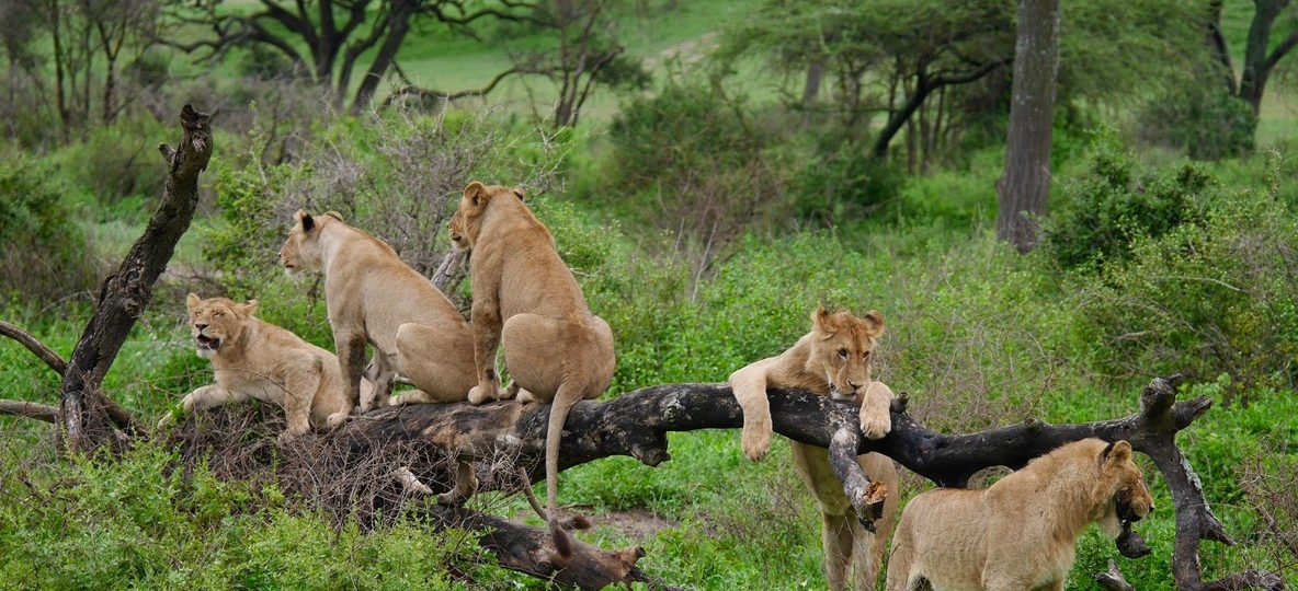 A pride of lions resting in tall green grass on the Masai Mara plains during the short rains