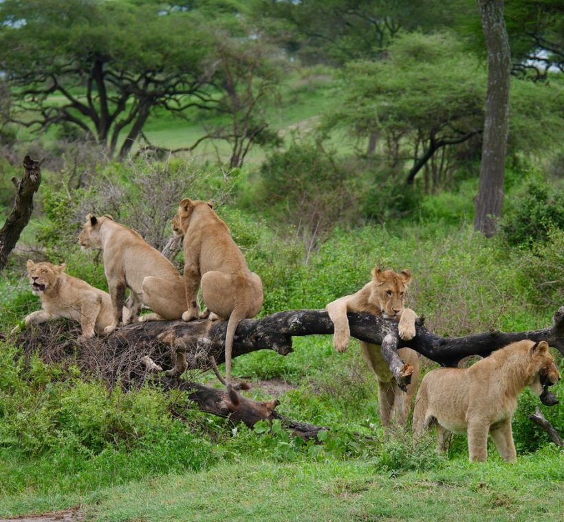 A pride of lions resting in tall green grass on the Masai Mara plains during the short rains