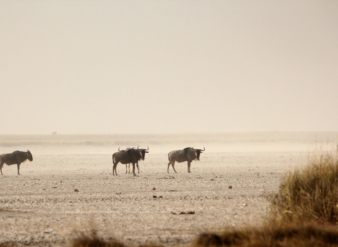 The great wildebeest migration herds moving across the Masai Mara plains at the tail end of crossing season