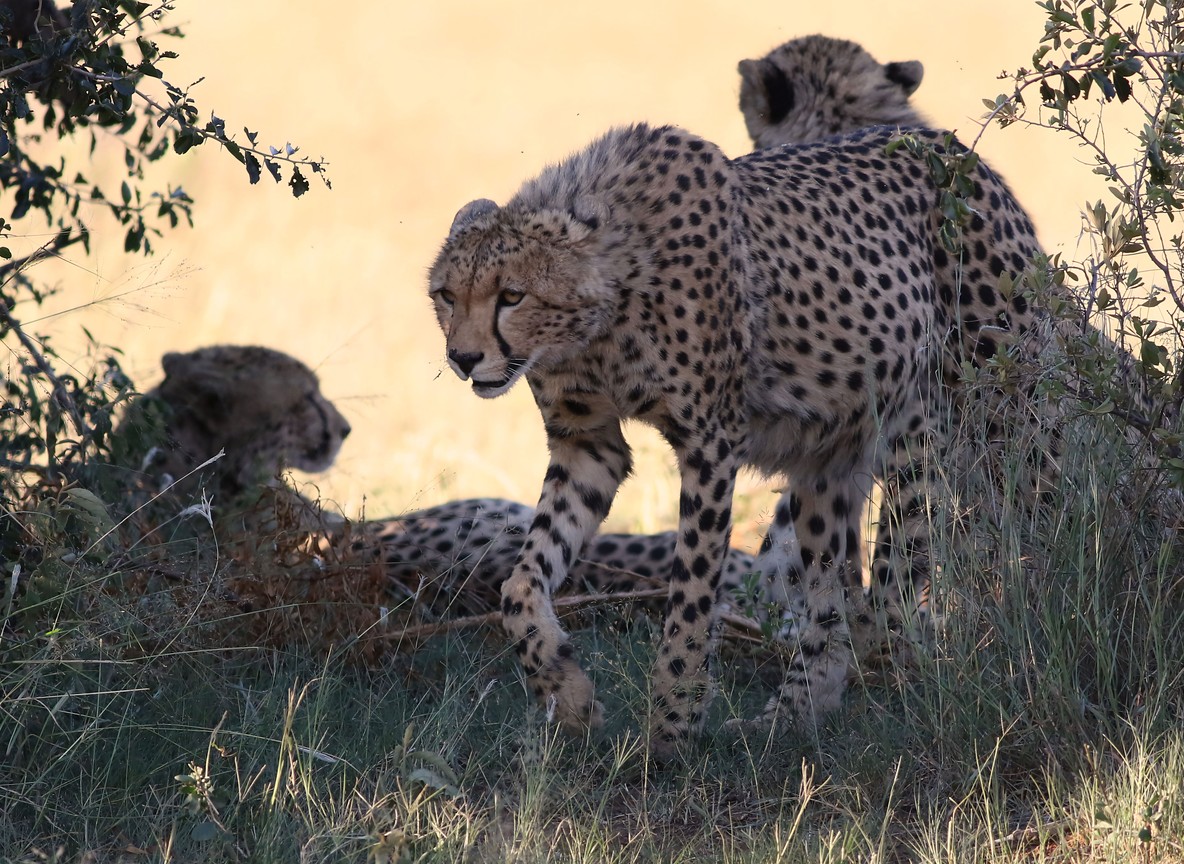 A cheetah scanning the open plains from a low mound during the green season