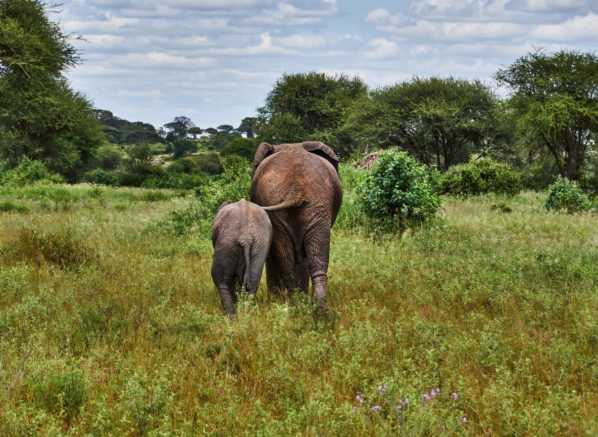 Elephants moving past flat-topped acacia trees on green plains after the short rains