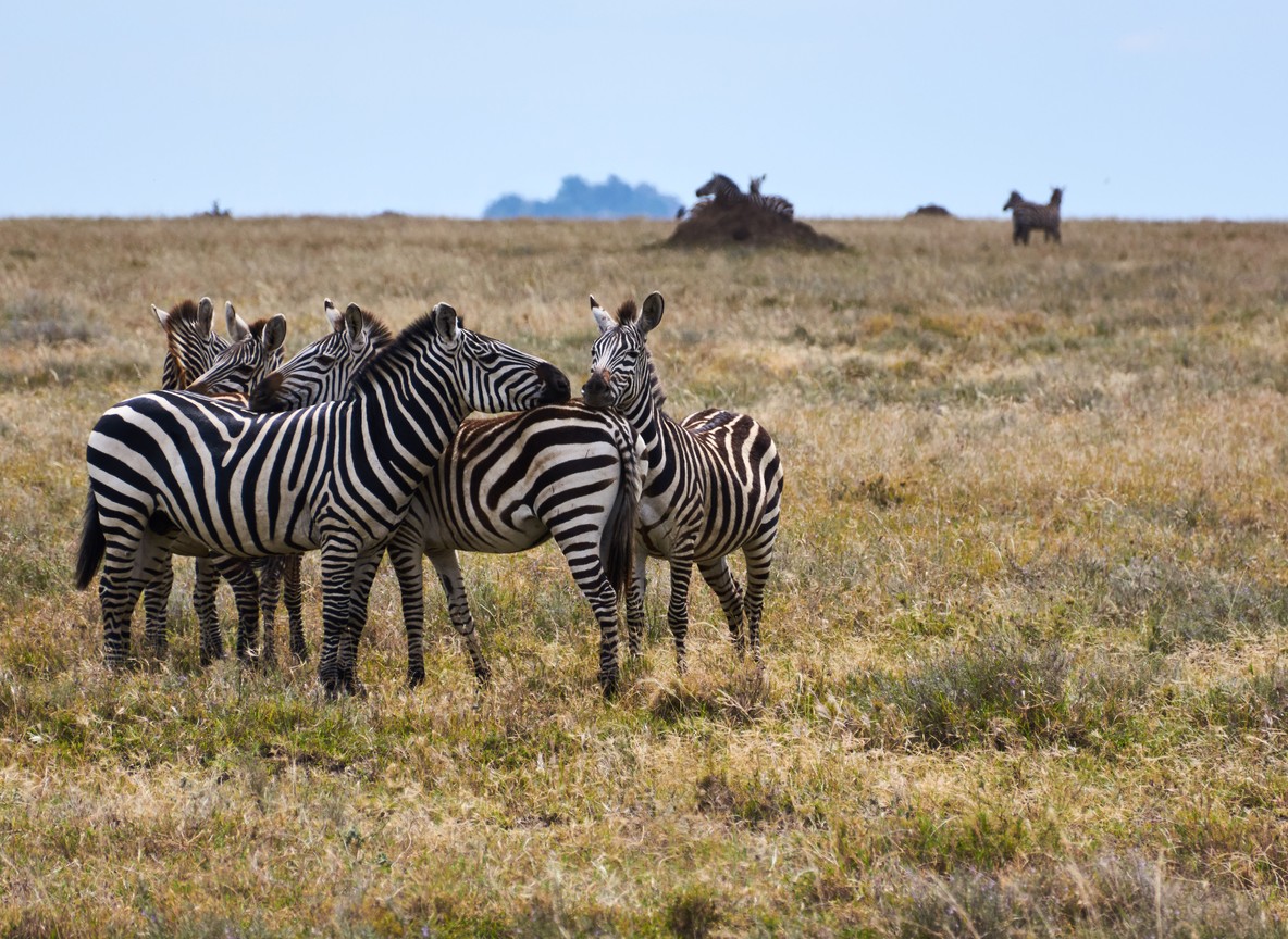 A Maasai guide tracking wildlife signs on foot near a conservancy in Kenya