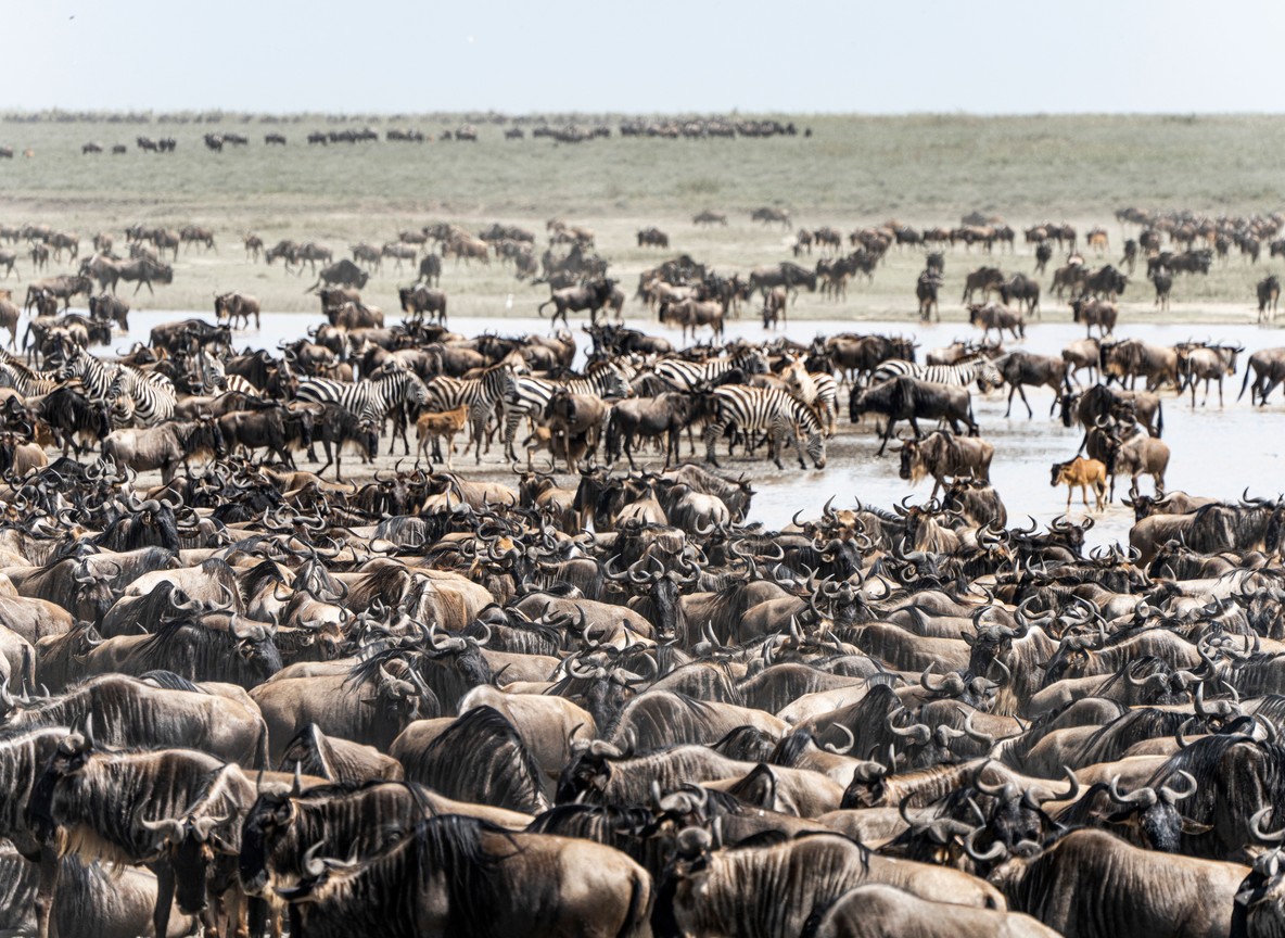 elephants visible in the distance -- trunktrails-kenya-safari-tented-camps-vs-lodges-2