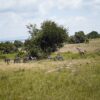 Family on a Kenya safari with kids watching elephants from an open game-drive vehicle