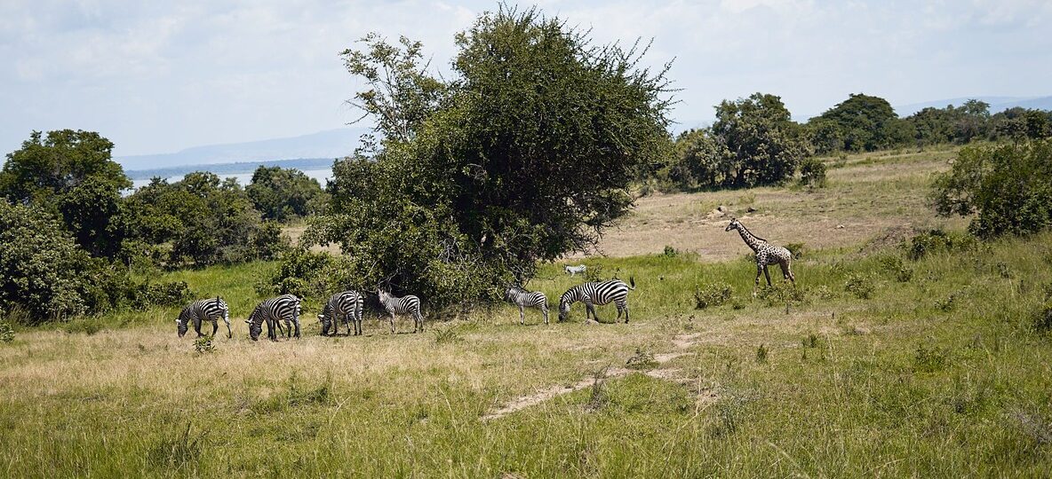 Family on a Kenya safari with kids watching elephants from an open game-drive vehicle