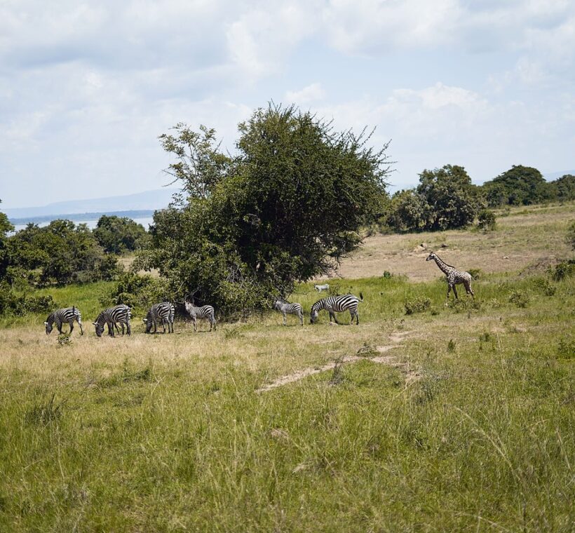 Family on a Kenya safari with kids watching elephants from an open game-drive vehicle
