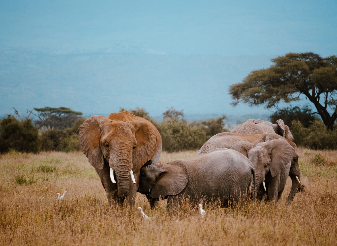Family-friendly safari lodge with a pool and savannah view in Kenya