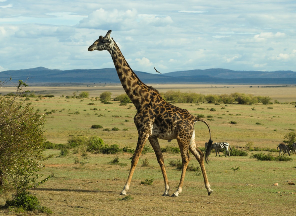 Children delighted by giraffes seen from a safari vehicle in Kenya