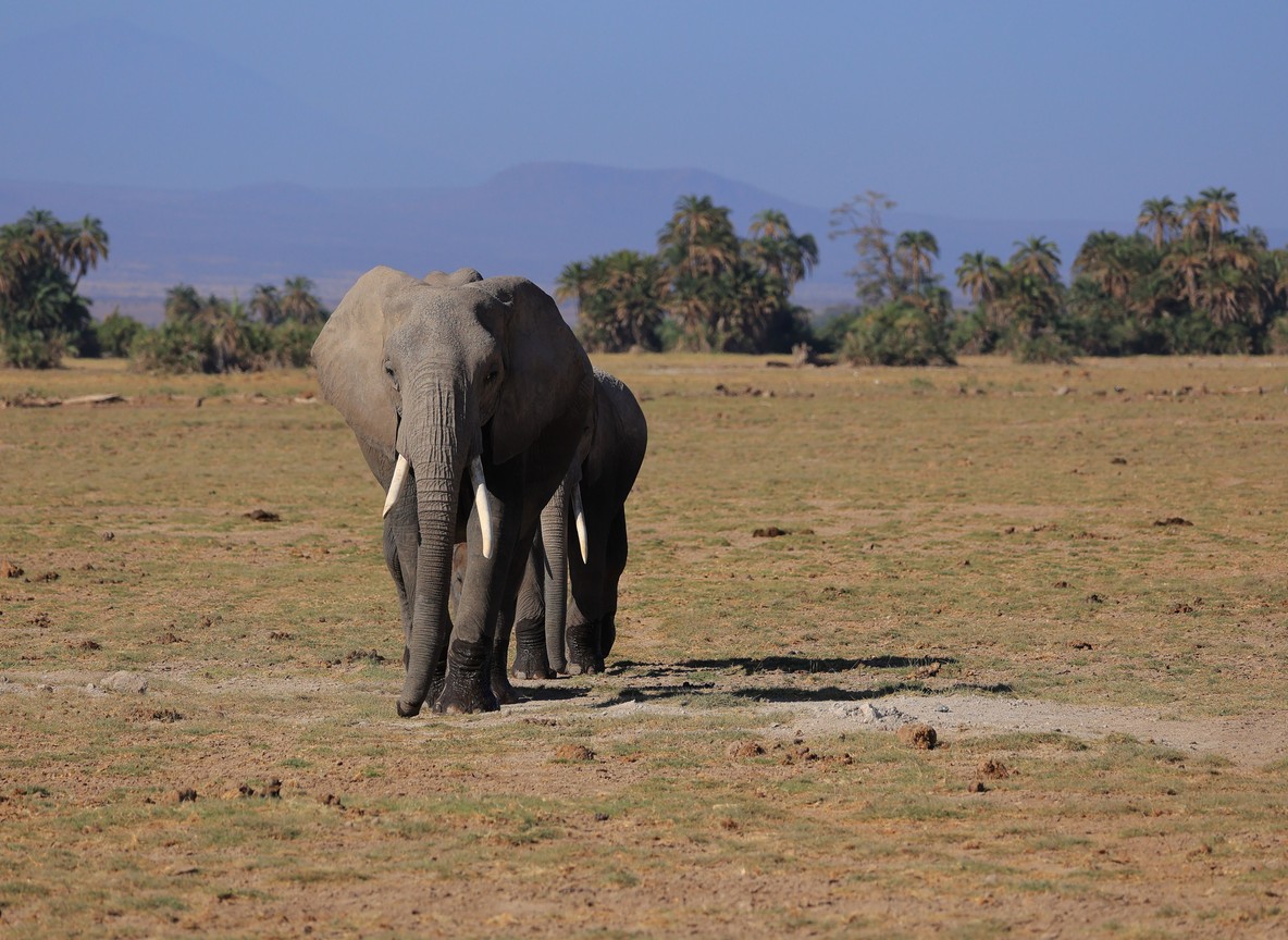 Elephants and egrets in green swamp at golden hour, Amboseli National Park, Kenya