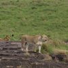 Clifftop luxury safari lodge overlooking the Masai Mara plains at golden hour -- trunktrails-kenya-tanzania-safari-lodges-compared-1