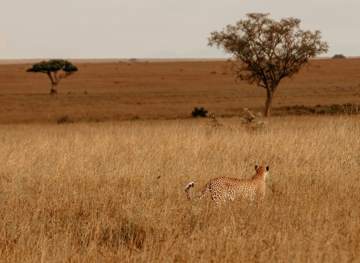 Safari vehicle crossing the Kenya-Tanzania border post at Namanga -- trunktrails-kenya-tanzania-safari-lodges-compared-3