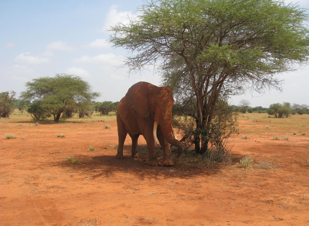 Safari vehicle with guests on a game drive in Maasai Mara with wide grassland and acacia trees at golden hour