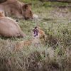Kenya walking safaris: a small group following an armed guide on foot through golden savanna grass at sunrise