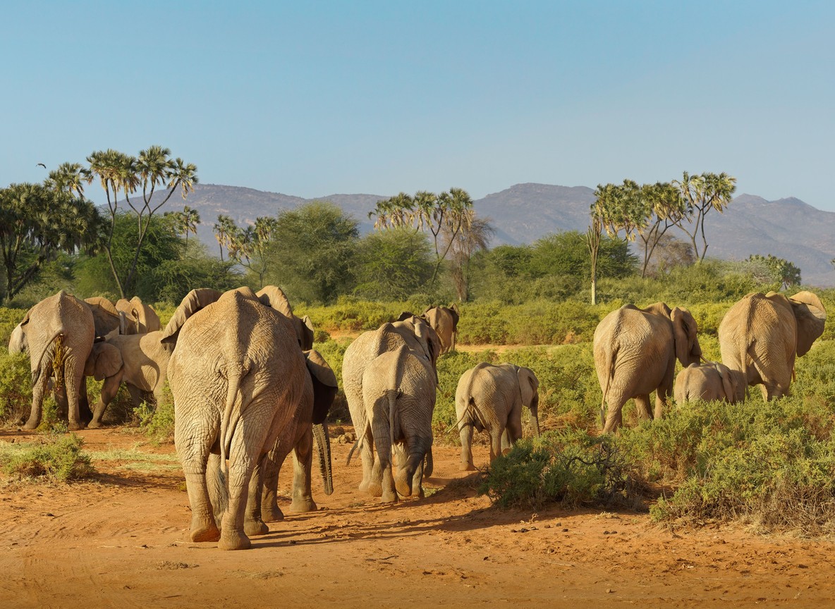 A Trunktrails Safaris guide and tourists smiling together at a conservancy viewpoint overlooking Kenyan savannah