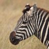 A line of safari vehicles keeping respectful distance from a lion sighting on the Maasai Mara plains