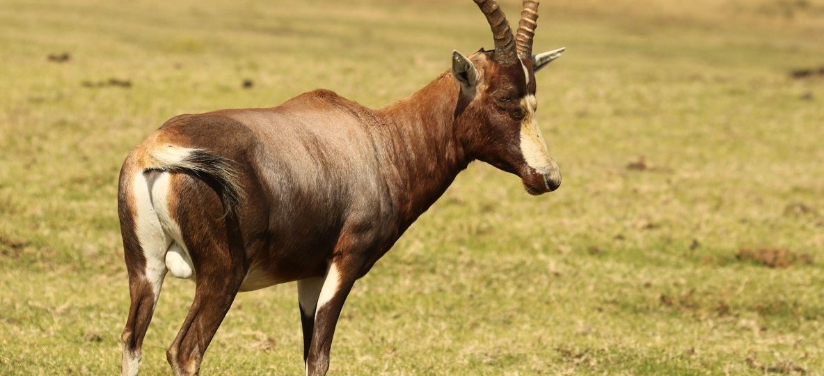 A black rhino grazing on the open plains of Laikipia, Kenya