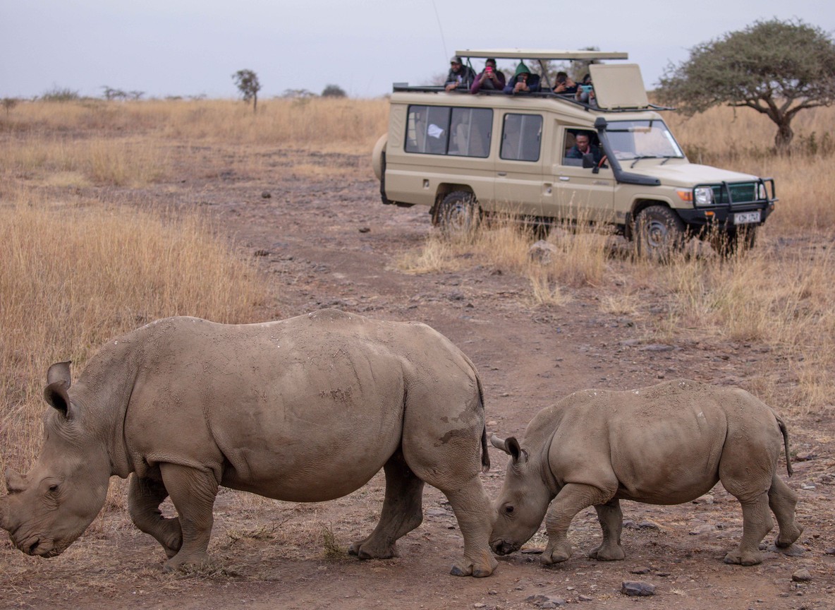 A ranger vehicle patrolling near acacia trees in a Kenyan conservancy