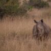 Kenya Wildlife Volunteer Holidays 2026