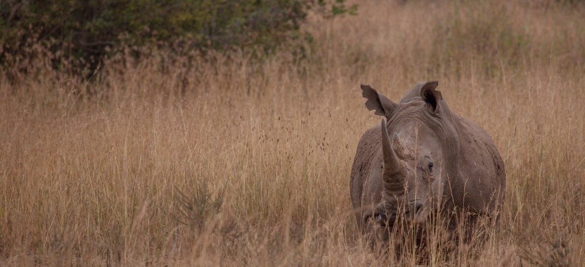 Kenya Wildlife Volunteer Holidays 2026