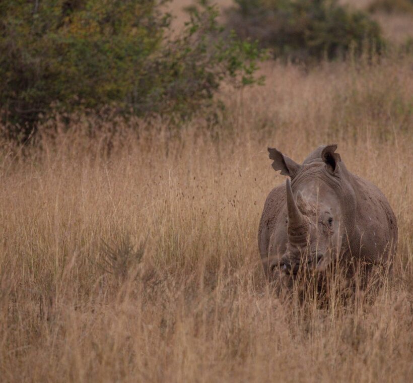Kenya Wildlife Volunteer Holidays 2026