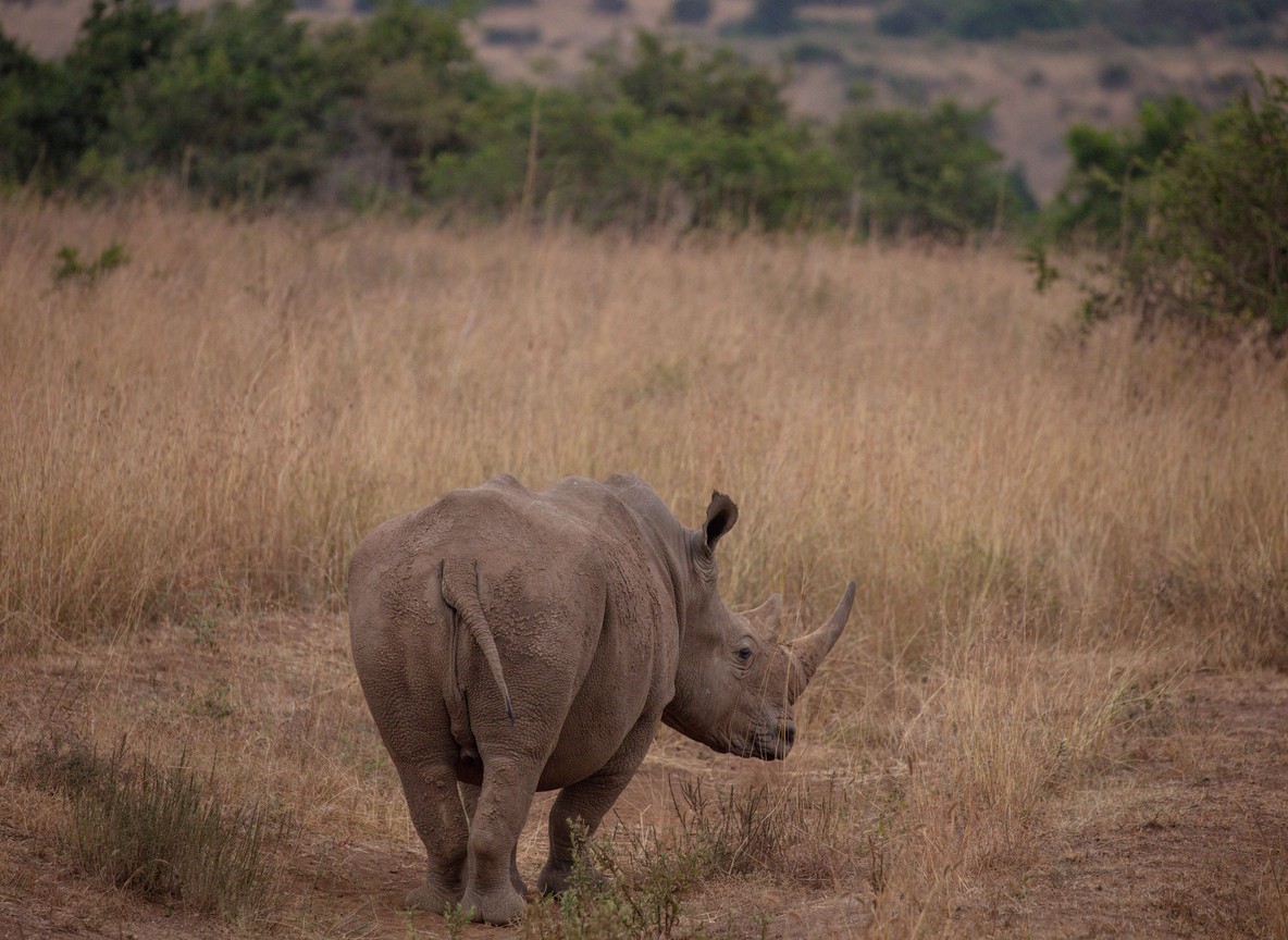Kenya Wildlife Volunteer Holidays 2026