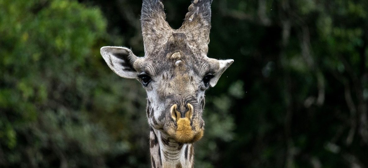 Ol Pejeta Conservancy, Laikipia, Kenya