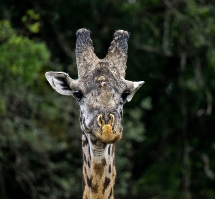 Ol Pejeta Conservancy, Laikipia, Kenya