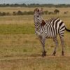 Laikipia Best Safari Destination 2026