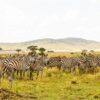 Laikipia Hartebeest Conservation