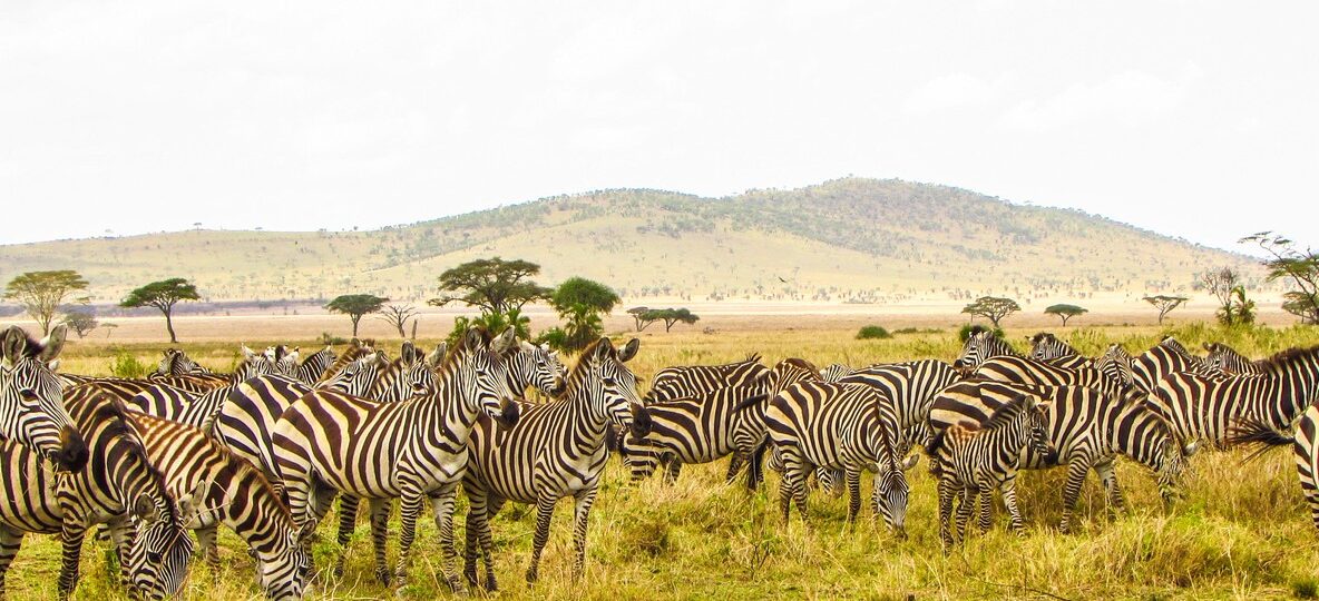 Laikipia Hartebeest Conservation