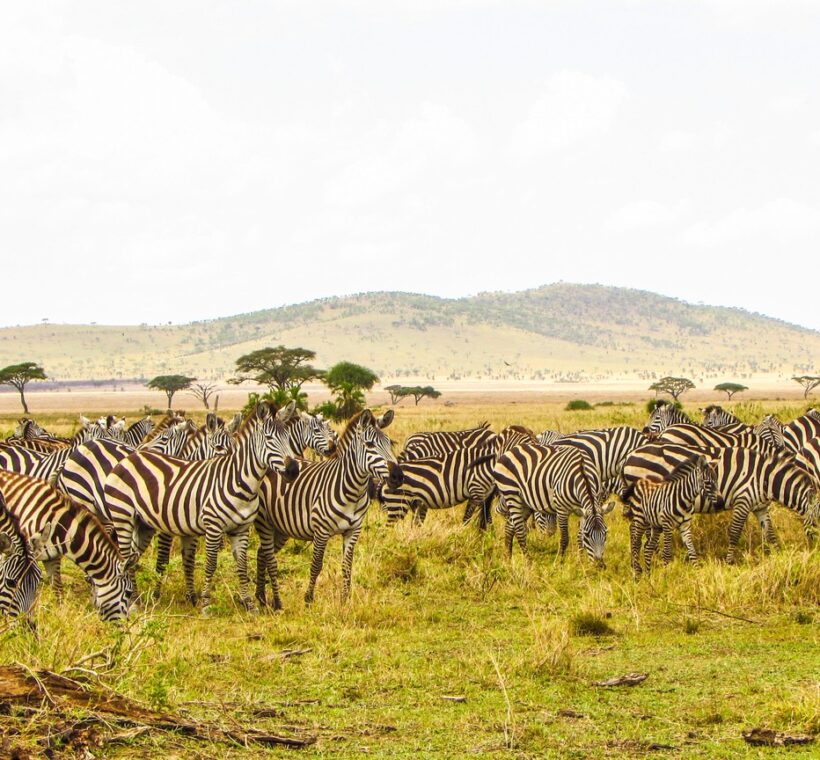 Laikipia Hartebeest Conservation